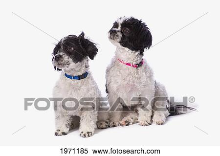 Stock Photography - black and white havanese puppies; st. albert alberta canada. Fotosearch