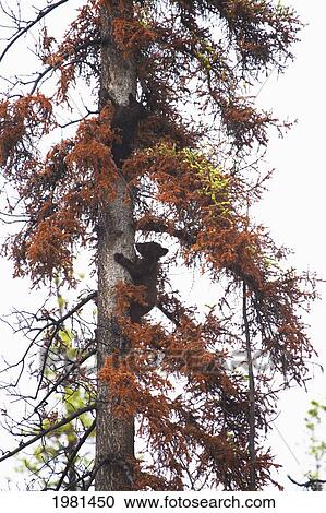 black bear cubs (ursus americanus) climbing a tree; centreville british columbia canada View Large Photo Image Stock Image - black bear cubs (ursus americanus) climbing a tree; centreville british columbia canada. Fotosearch
