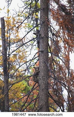 black bear cubs (ursus americanus) climbing down a tree; centreville british columbia canada View Large Photo Image Stock Photo - black bear cubs (ursus americanus) climbing down a tree; centreville british columbia canada. Fotosearch