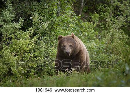 black bear (ursus americanus) in prince albert national park; saskatchewan canada View Large Photo Image Stock Photograph - black bear (ursus americanus) in prince albert national park; saskatchewan canada. Fotosearch