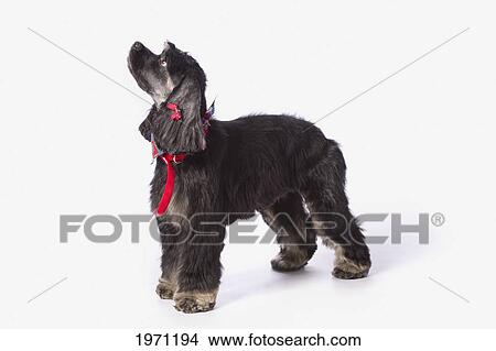 black cocker spaniel with golden boots on a white studio background; st. albert alberta canada View Large Photo Image Picture - black cocker spaniel with golden boots on a white studio background; st. albert alberta canada. Fotosearch