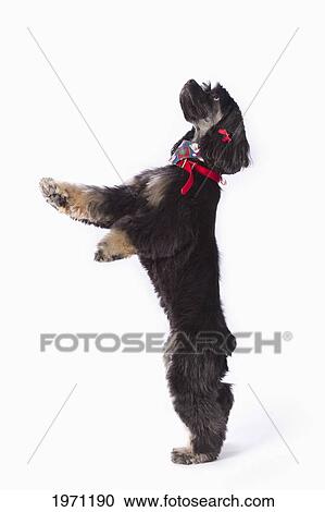 Stock Image - black cocker spaniel with golden boots on a white studio background; st. albert alberta canada. Fotosearch