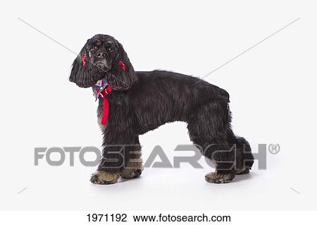black cocker spaniel with golden boots on a white studio background; st. albert alberta canada View Large Photo Image Stock Image - black cocker spaniel with golden boots on a white studio background; st. albert alberta canada. Fotosearch