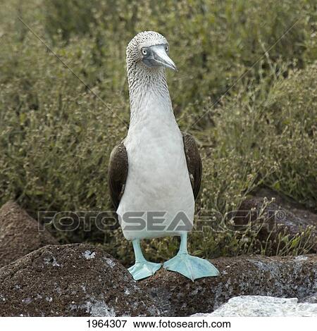 blue-footed booby (sula nebouxii); galapagos, equador View Large Photo Image Stock Photo - blue-footed booby (sula nebouxii); galapagos, equador. Fotosearch