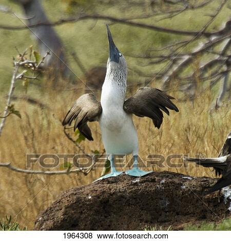 blue-footed booby (sula nebouxii); galapagos, equador View Large Photo Image Stock Photo - blue-footed booby (sula nebouxii); galapagos, equador. Fotosearch