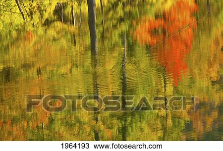 blurred reflection of trees in autumn colours in the water; ville de lac brome, quebec, canada View Large Photo Image Stock Image - blurred reflection of trees in autumn colours in the water; ville de lac brome, quebec, canada. Fotosearch