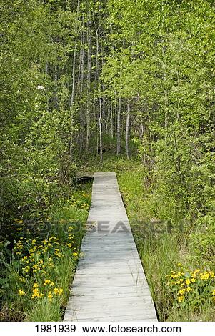 boardwalk in the woods of prince albert national park; saskatchewan canada View Large Photo Image Stock Photo - boardwalk in the woods of prince albert national park; saskatchewan canada. Fotosearch