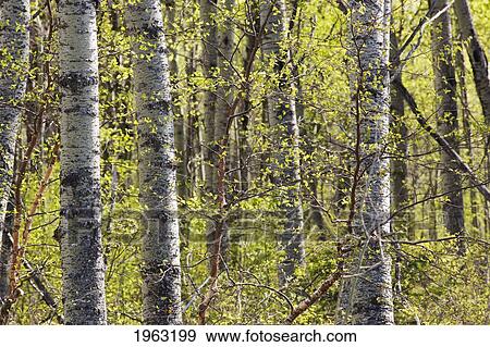budding leaves on trees; manitoba, canada View Large Photo Image Stock Photo - budding leaves on trees; manitoba, canada. Fotosearch