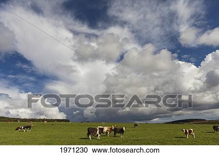 cattle grazing in a field; northumberland england View Large Photo Image Stock Image - cattle grazing in a field; northumberland england. Fotosearch