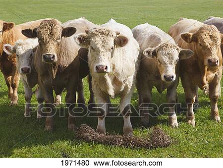Stock Image - cattle lined up and staring at camera near ballynacarriga; county cork ireland. Fotosearch