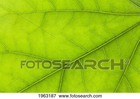 Stock Photo - close up details of a green leaf; thunder bay, ontario, canada. Fotosearch