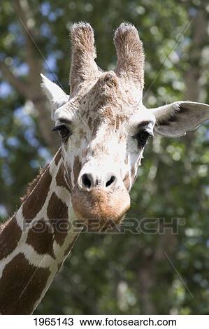 Stock Image - close-up of a giraffe's (giraffa camelopardalis) head and face looking at the camera; calgary alberta canada. Fotosearch