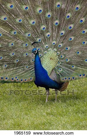 Stock Photo - close-up of a peacock with feathers fanned; calgary alberta canada. Fotosearch