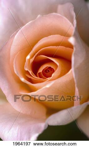 Stock Photo - close up of a pink rose; berkeley, california, united states of america. Fotosearch
