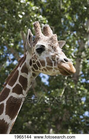 Picture - close-up of a profile of a giraffe's (giraffa camelopardalis) head and face; calgary alberta canada. Fotosearch