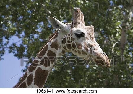 Stock Image - close-up of a profile of a giraffe's (giraffa camelopardalis) head and face; calgary alberta canada. Fotosearch