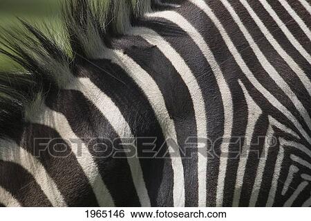 close-up of zebra's stripes; calgary alberta canada View Large Photo Image Stock Photograph - close-up of zebra's stripes; calgary alberta canada. Fotosearch