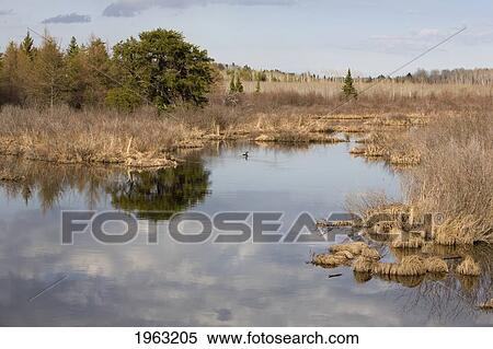 clouds reflected in a pond; thunder bay, ontario, canada View Large Photo Image Stock Photography - clouds reflected in a pond; thunder bay, ontario, canada. Fotosearch
