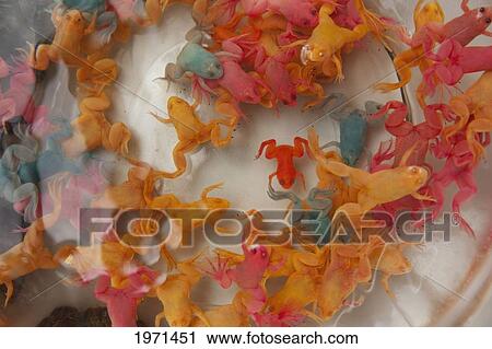 coloured frogs in a bowl; kunming yunnan china View Large Photo Image Stock Image - coloured frogs in a bowl; kunming yunnan china. Fotosearch