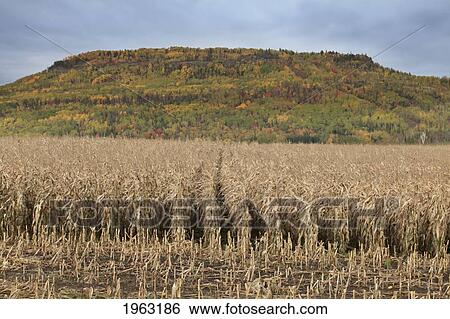 Stock Photograph - cut corn in a field in autumn; thunder bay, ontario, canada. Fotosearch