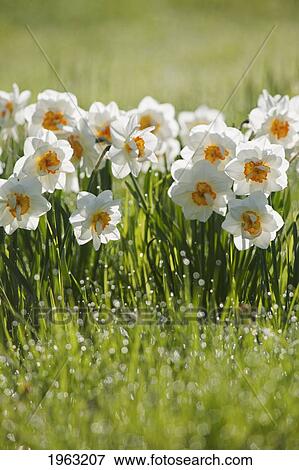 daffodils in the dew covered grass; thunder bay, ontario, canada View Large Photo Image Stock Photo - daffodils in the dew covered grass; thunder bay, ontario, canada. Fotosearch
