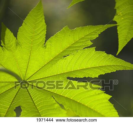 detail of a green leaf; chiang mai thailand View Large Photo Image Picture - detail of a green leaf; chiang mai thailand. Fotosearch