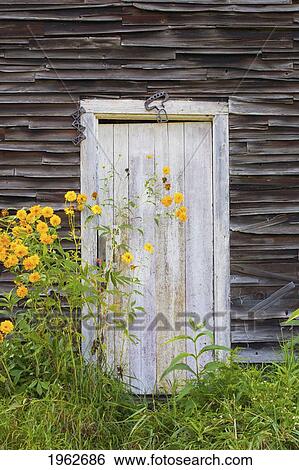 door to an old shed with wildflowers growing outside; iron hill, quebec, canada View Large Photo Image Stock Photograph - door to an old shed with wildflowers growing outside; iron hill, quebec, canada. Fotosearch