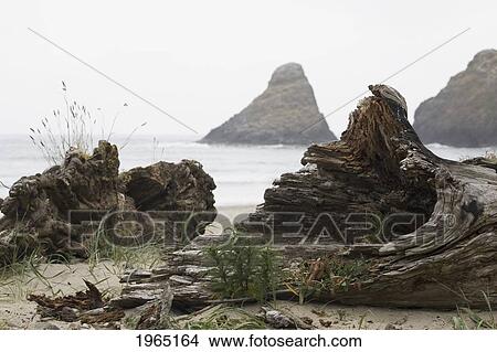 Picture - driftwood on a beach with rock formations in the ocean in the background; heceta head oregon united states of america. Fotosearch