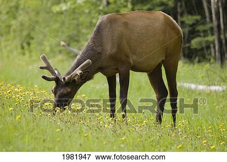 elk (cervus canadensis) grazing on wildflowers in prince albert national park; saskatchewan canada View Large Photo Image Stock Photo - elk (cervus canadensis) grazing on wildflowers in prince albert national park; saskatchewan canada. Fotosearch