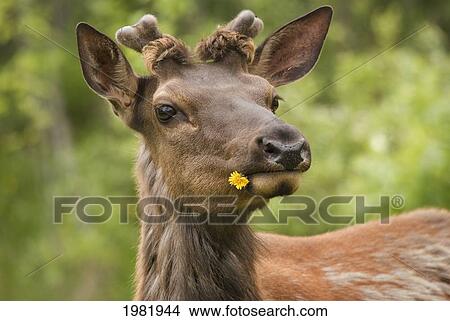 elk (cervus canadensis) with dandelion in it's mouth in prince albert national park; saskatchewan canada View Large Photo Image Picture - elk (cervus canadensis) with dandelion in it's mouth in prince albert national park; saskatchewan canada. Fotosearch