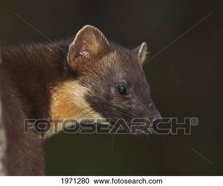 european pine marten (martes martes); ardnamurchan argyl scotland View Large Photo Image Stock Image - european pine marten (martes martes); ardnamurchan argyl scotland. Fotosearch