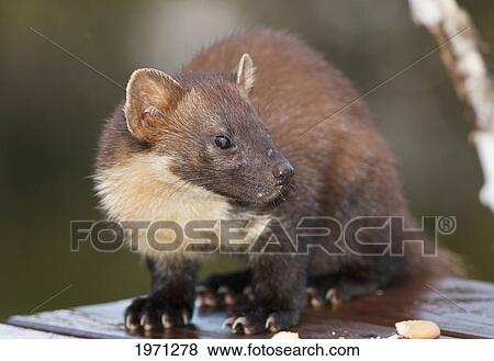 european pine marten (martes martes); ardnamurchan argyl scotland View Large Photo Image Stock Photo - european pine marten (martes martes); ardnamurchan argyl scotland. Fotosearch