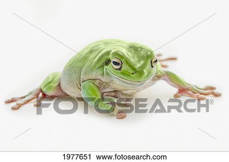 Stock Image - fat green tree frog; edmonton alberta canada. Fotosearch