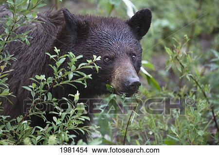 female black bear (ursus americanus); centreville british columbia canada View Large Photo Image Picture - female black bear (ursus americanus); centreville british columbia canada. Fotosearch