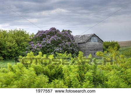 flowering bush and and old wooden building; saskatchewan canada View Large Photo Image Stock Photo - flowering bush and and old wooden building; saskatchewan canada. Fotosearch