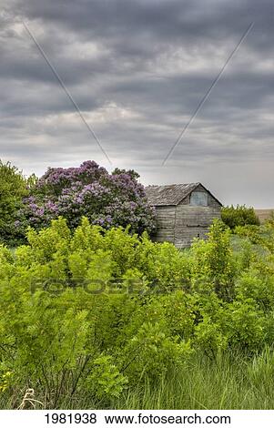 Stock Photo - flowering tree beside an old wooden building; saskatchewan canada. Fotosearch