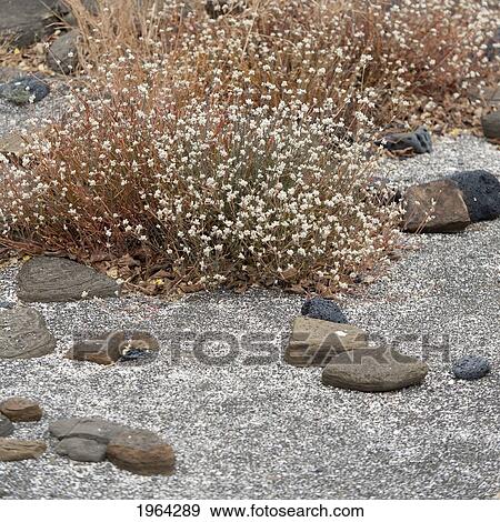 Stock Photo - foliage growing on sand and rock; galapagos, equador. Fotosearch