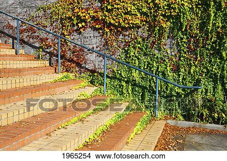 Picture - foliage in autumn colors in washington park; portland oregon united states of america. Fotosearch