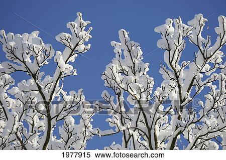 fresh snow on tree branches; lemington newcastle upon tyne england View Large Photo Image Stock Photography - fresh snow on tree branches; lemington newcastle upon tyne england. Fotosearch