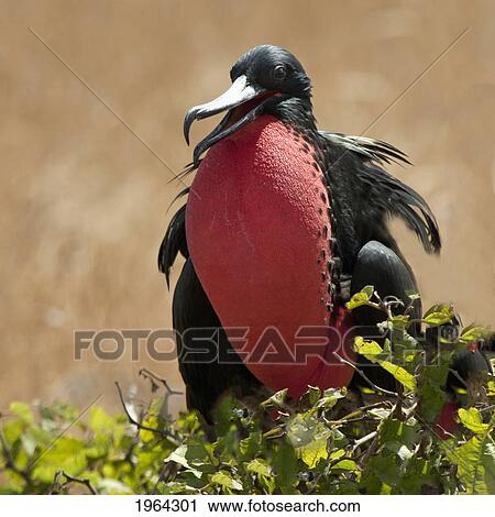 Stock Image - frigatebird with an inflated red throat pouch; galapagos, equador. Fotosearch