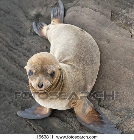 fur seal (arctocephalus galapagoensis); galapagos, equador View Large Photo Image Stock Image - fur seal (arctocephalus galapagoensis); galapagos, equador. Fotosearch