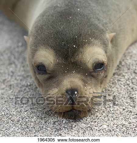 fur seal; galapagos, equador View Large Photo Image Stock Photography - fur seal; galapagos, equador. Fotosearch