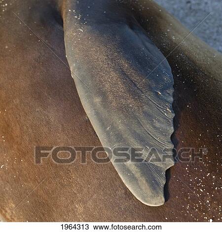 Stock Image - fur seal (otariidae); galapagos, equador. Fotosearch