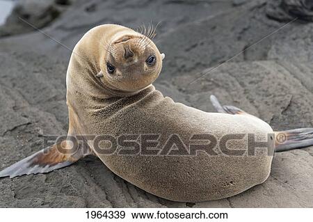 Stock Photo - fur seal (otariidae) looking back upside down; galapagos, equador. Fotosearch