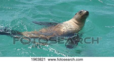 galapagos fur seal (arctocephalus galapagoensis) swimming in the pacific ocean; galapagos, equador View Large Photo Image Stock Image - galapagos fur seal (arctocephalus galapagoensis) swimming in the pacific ocean; galapagos, equador. Fotosearch