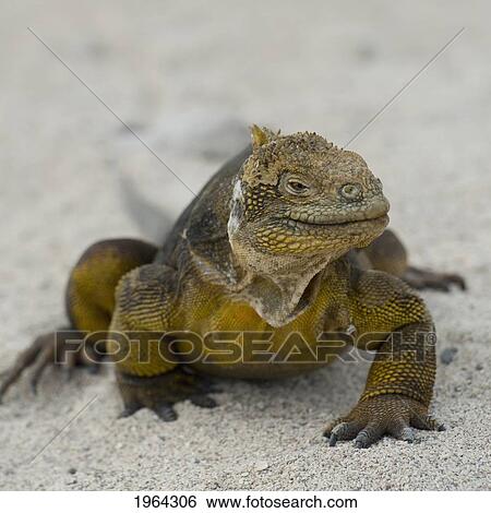 galapagos land iguana (conolophus subcristatus); galapagos, equador View Large Photo Image Stock Photograph - galapagos land iguana (conolophus subcristatus); galapagos, equador. Fotosearch