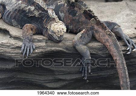 Stock Image - galapagos marine iguana (amblyrhynchus cristatus); galapagos, equador. Fotosearch