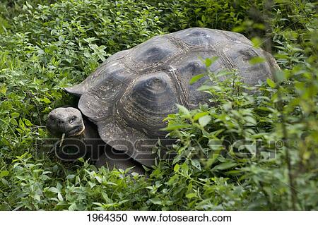 giant tortoise (testudinidae); santa cruz island, galapagos, equador View Large Photo Image Stock Image - giant tortoise (testudinidae); santa cruz island, galapagos, equador. Fotosearch