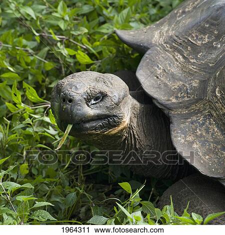 Stock Image - giant tortoise (testudinidae); galapagos, equador. Fotosearch