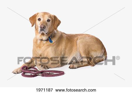 golden labrador retriever on a white background; st. albert alberta canada View Large Photo Image Stock Photo - golden labrador retriever on a white background; st. albert alberta canada. Fotosearch